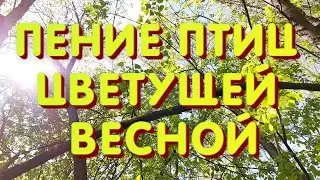 ПЕНИЕ ПТИЦ ЦВЕТУЩЕЙ ВЕСНОЙ