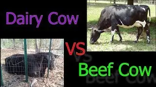 Dairy Cow Vs Beef Cow: What is the Difference?