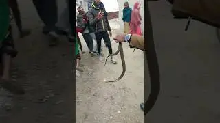 king Cobra in my House 😱 #reels #shortvideo