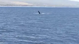 Whale Watching in Maui!