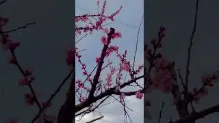 O primăvară minunată!