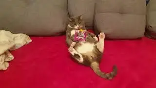 cat and dog next!  (Kuzya and Max battle for snack)