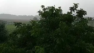 Дощі ідуть, а жнива так і не почались.