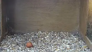The First Egg - Chichester Peregrines 2020