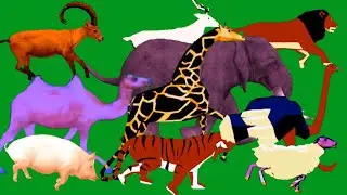 Green Screen Animals Stampede Running HD Green Screen Blue Screen Black Screen