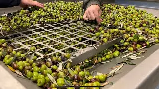 Как собрать оливки и отжать масло.   Мой опыт. Пастораль.