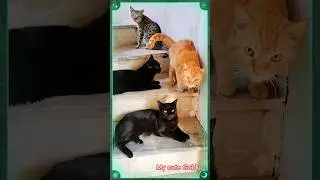 My cute Goldus Family|@cute cats