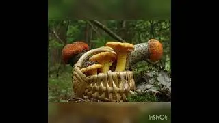 Корзинки май - июль 2023г.