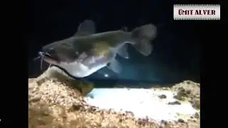 Kendi boyu kadar balığı yutan deli Balık AGUŞ