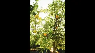 Babylonstoren Minute – 10 June 2022