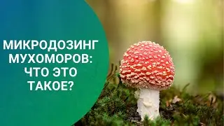 МИКРОДОЗИНГ МУХОМОРОВ: ЧТО ЭТО ТАКОЕ?