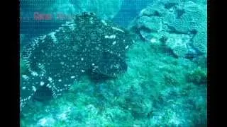 Q. ECO - FERNANDO DE NORONHA / PE - Brasil