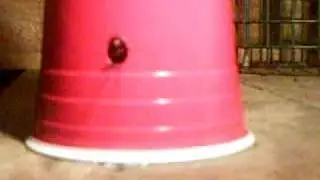 big eeaasss bug trapped in a plastic beer cup