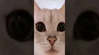 шок я привротился в кота😭 #якот #кот#уотики#shorts #подпишись
