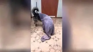 Собака   монстр