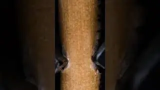 Macro camera