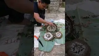 multi-layer devil face honeycomb 🐝🐝 | Tropical Forest Bees