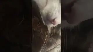 I'm lookin for a cat with... #catlover #funnycats #pets #cats #cat #cutecat