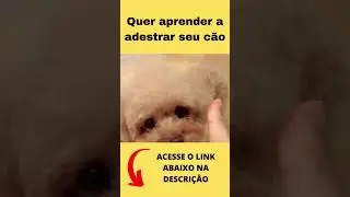 Cães engraçados e fofinhos 2021 #shorts