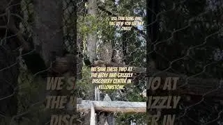 Owls 🦉the owl song Owls of Yellowstone Wolf and Grizzly Discovery Center 
