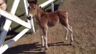 Первый выход жеребенка на улицу.