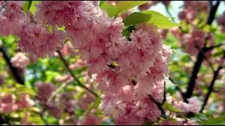 Цвітіння сакури в Закарпатті