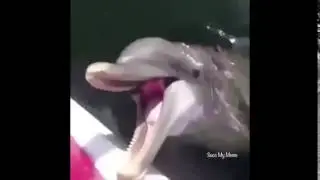 Sherman I ate all your fish