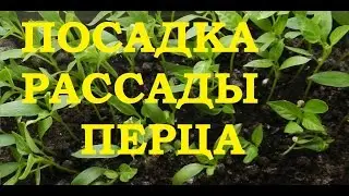 Посадка рассады перца. Основные тонкости!