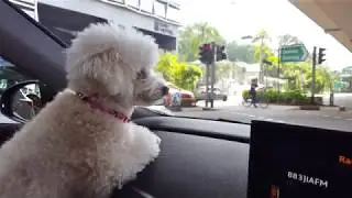 A cute Sunday morning out with Moko and darling Wifey.