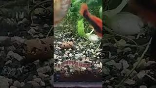 Как змея👀