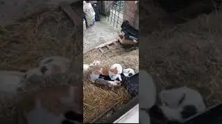 Коты на сене в Италии.