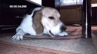 Beagle Ines chrupie marchewkę [FULL HD]