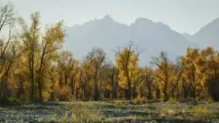 Autumn Forest | Sounds & Music 🎵🍂