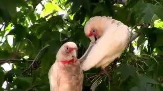 Big Bully, Eastern LongBilled Corellas