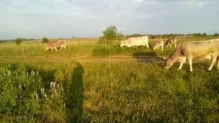 Цены на коров породы 