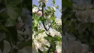 Bees make honey from pear agriculture