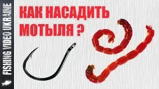 How to bait a bloodworm on a hook | Three ways | HD