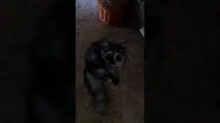 Последние видео про муську.