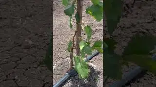 Ivory seedless completed 65 days after plantation