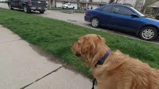 Out For Walk With My Golden Retriever!