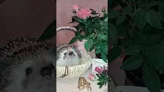Моей принцессе 4 годика 🎉🎉🎉
