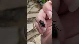 Backyard bug hunt - metallic wood-boring beetles