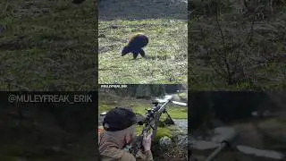 .22 Creedmoor vs Black Bear - Who Wins?