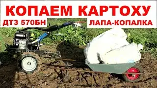 Как выкопать картошку МОТОБЛОКОМ / ЛАПА-КОПАЛКА или ПЛУГ ТИПА ВИЛЫ / ДТЗ 570БН сцепка