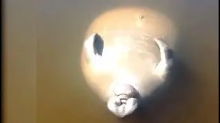 Неопознанное.Весь мир говорит про это видео!