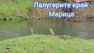 Лалугерите край Марица