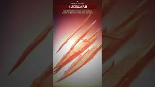 Bucellarii 
