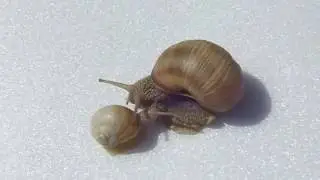 The Land Snail - Mother snail with baby 2
