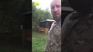 Дикая яблоня превращается в грушу  #огород