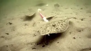 underwater camera view with the waterwolf 2.0 . flounder / fluke bucktailing backwater with gulp